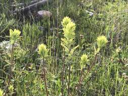 Image of deer Indian paintbrush