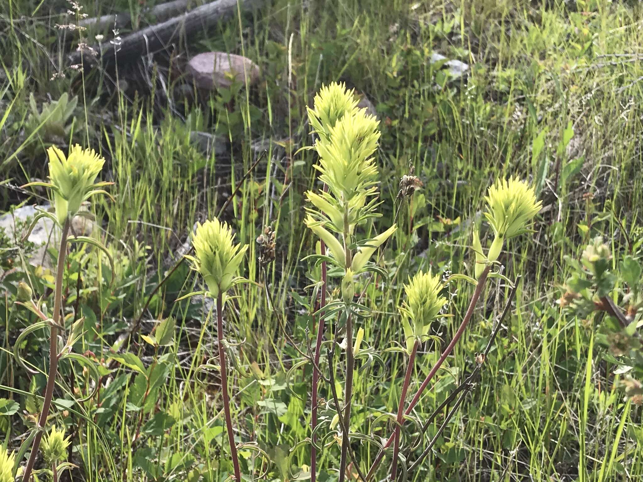 Image of deer Indian paintbrush