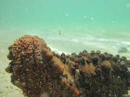 Image of Brown Sea Cucumber