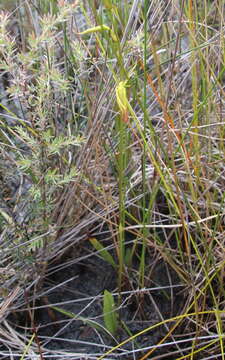 Image of Large tongue orchid