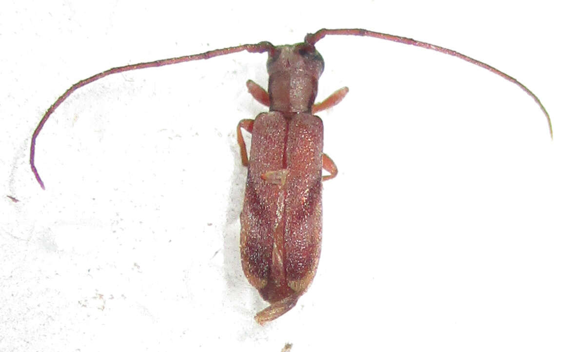 Image of Eunidia obliquevittipennis Breuning 1971