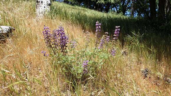 Image of mountain bush lupine