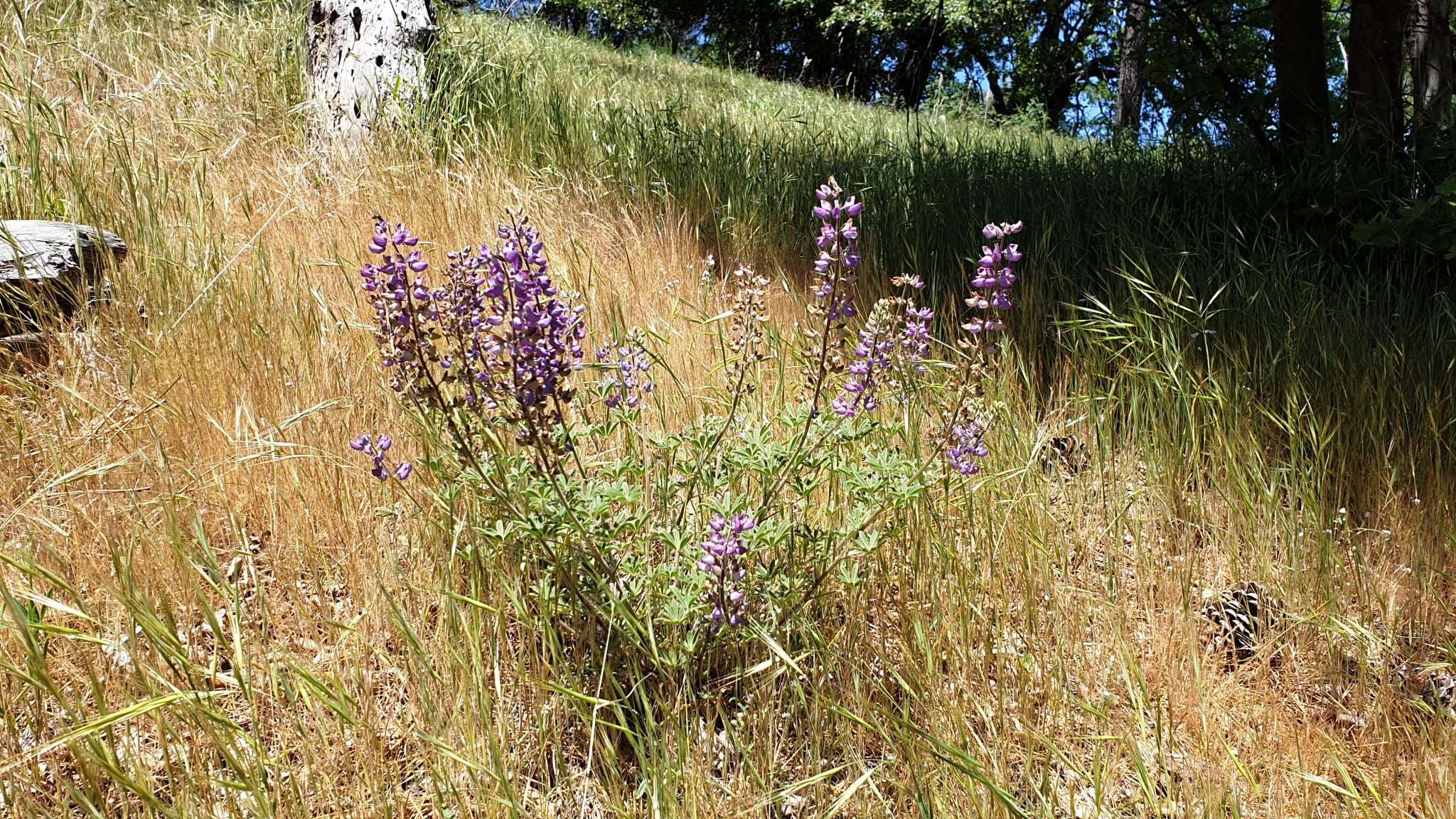 Image of mountain bush lupine