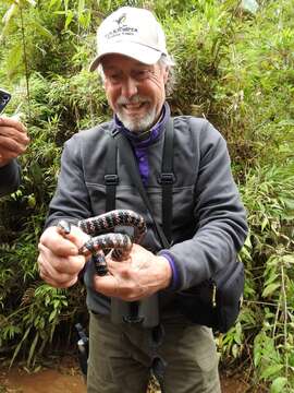 Image of Fat Ground Snake