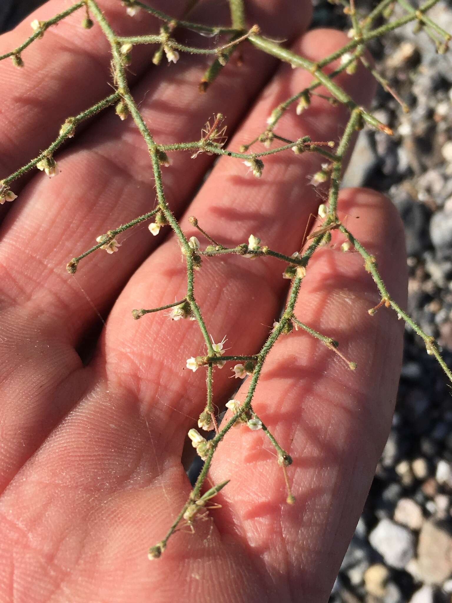 Image of Parry's buckwheat