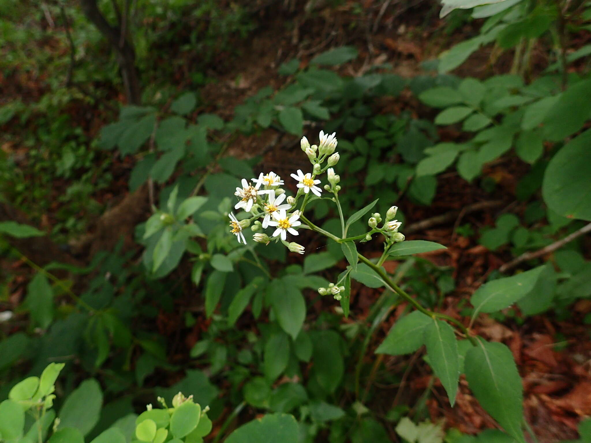 Image of Edible aster