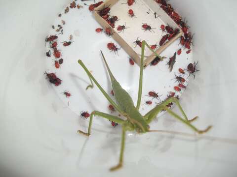 Image of Common Predatory Bush-cricket