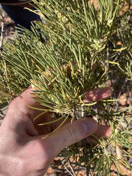 صورة Eremophila oppositifolia R. Br.