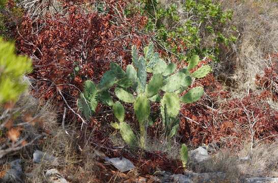 Plancia ëd Opuntia elatior Mill.