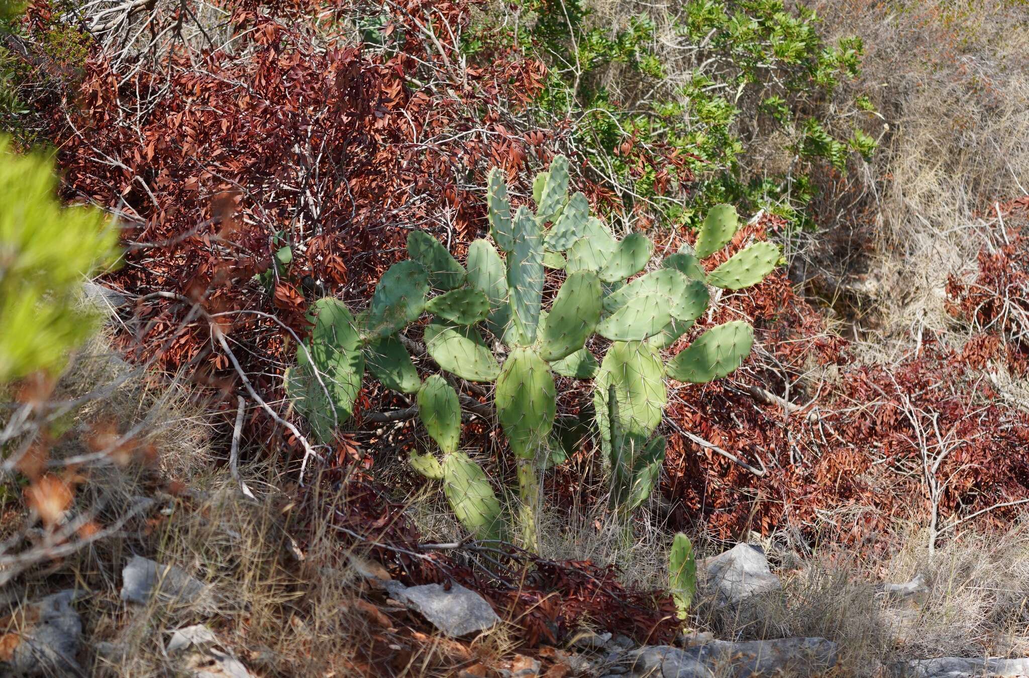 Image of French Prickle Cactus