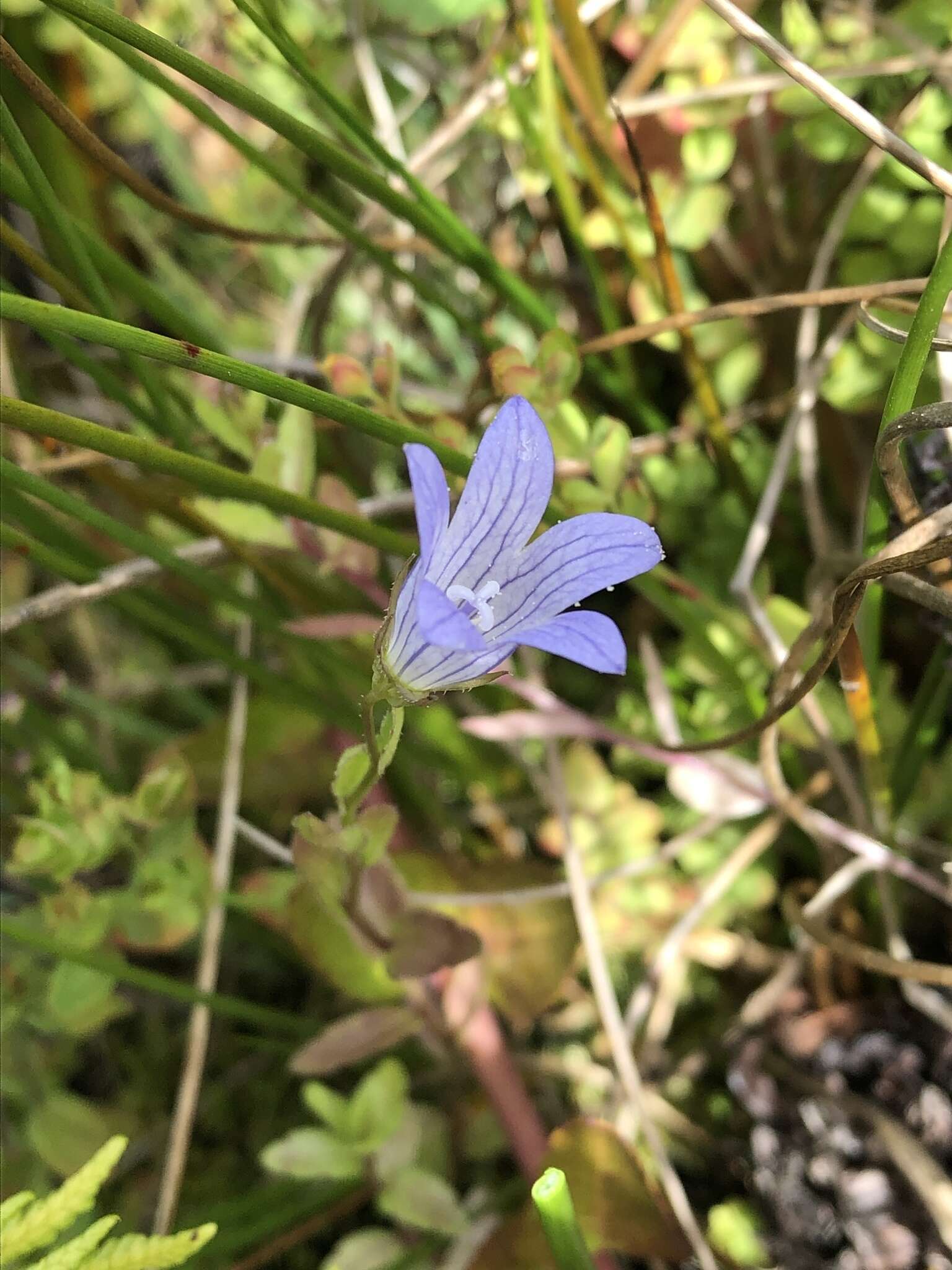 Campanula californica (Kellogg) A. Heller resmi