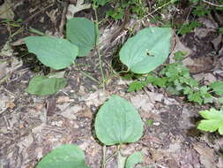 Image of Blue Ridge carrionflower