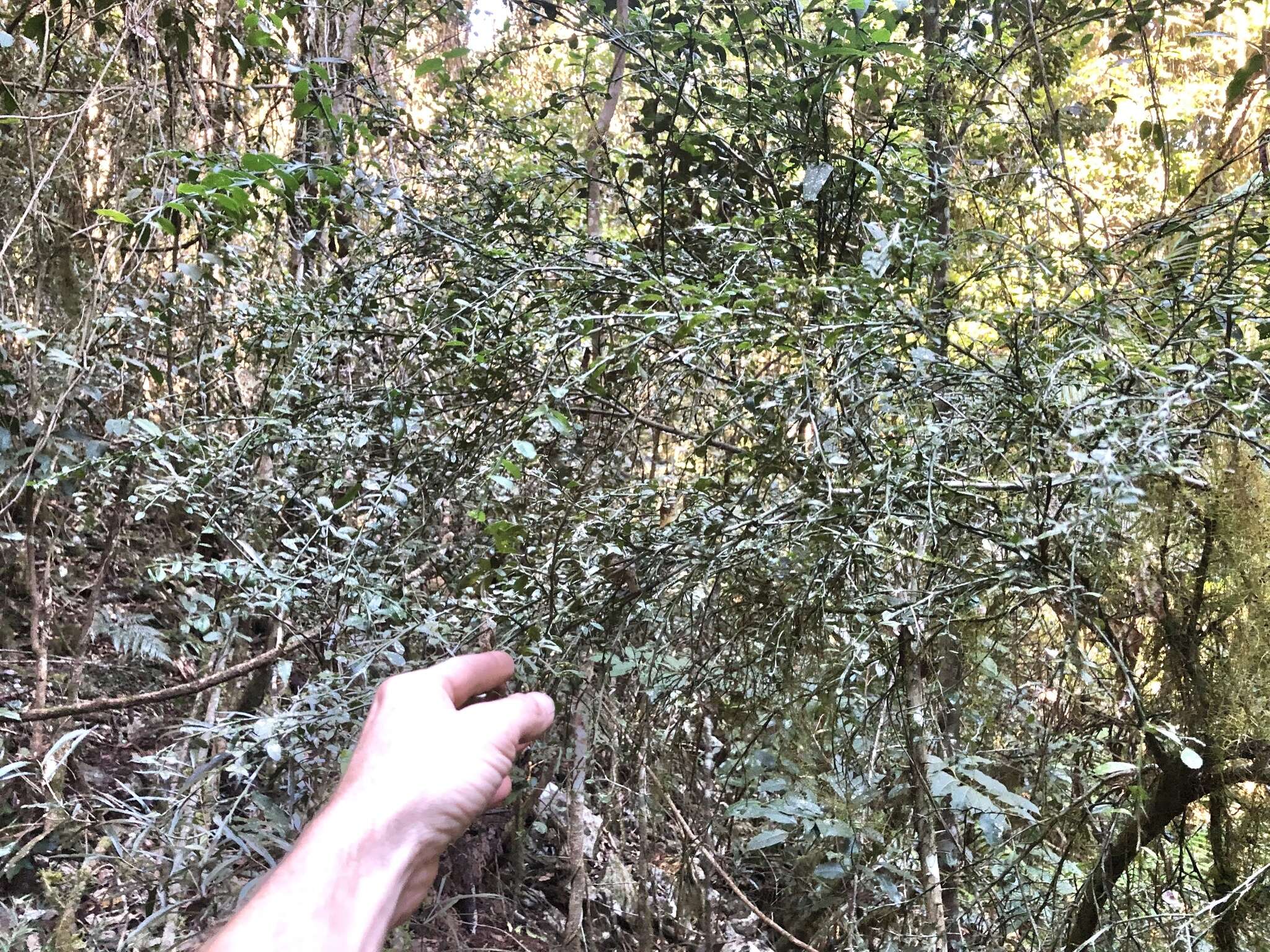 Image of Australian finger lime