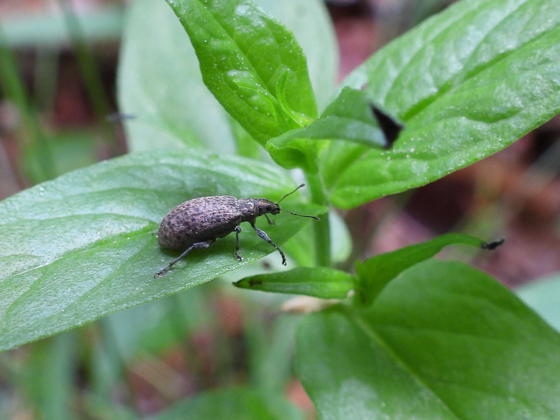 Sivun Polydrusus (Eurodrusus) pilosus Gredler 1866 kuva