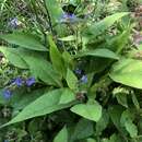 Pulmonaria helvetica M. Bolliger的圖片