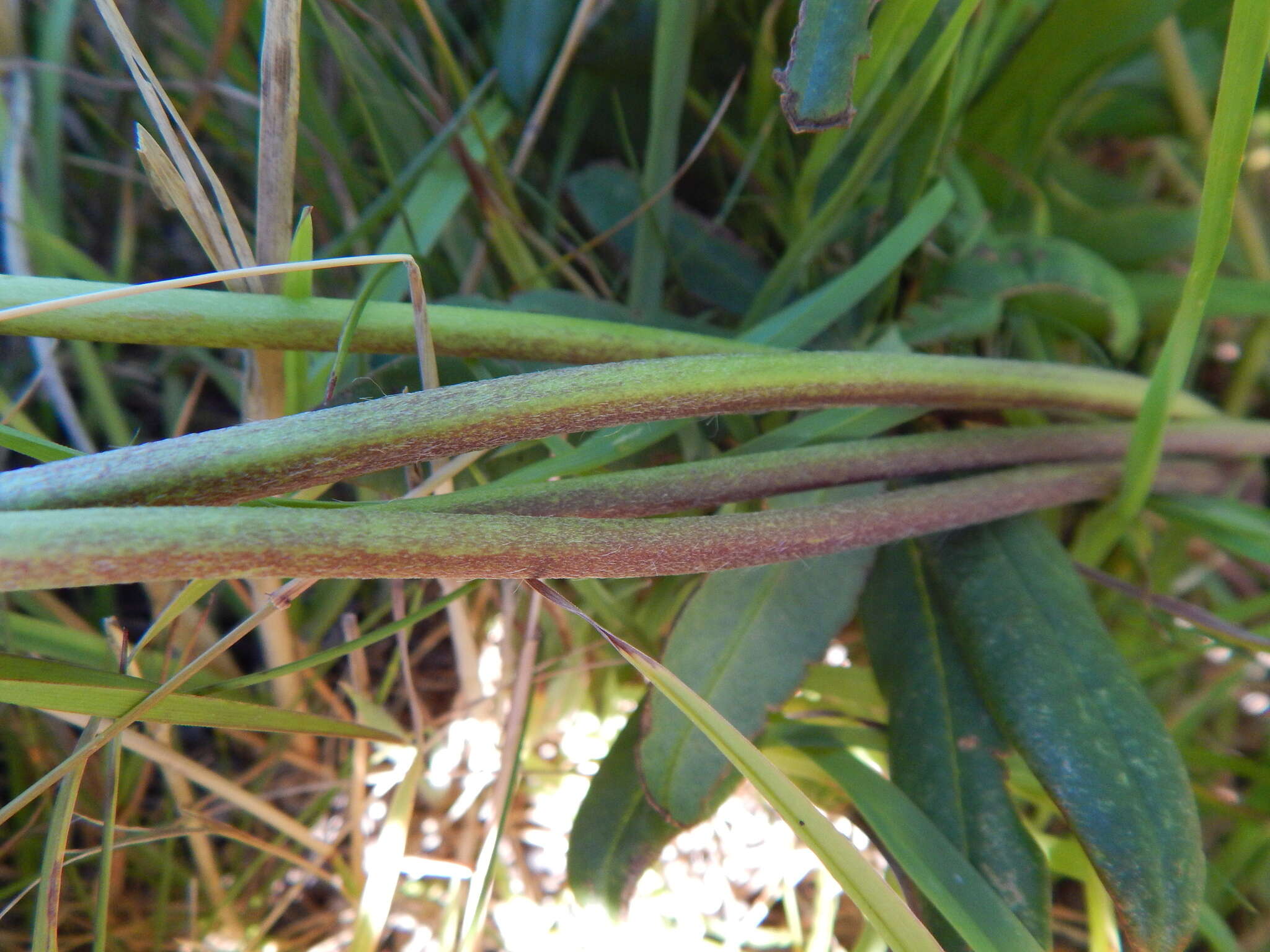 Image of big-leaved lupine