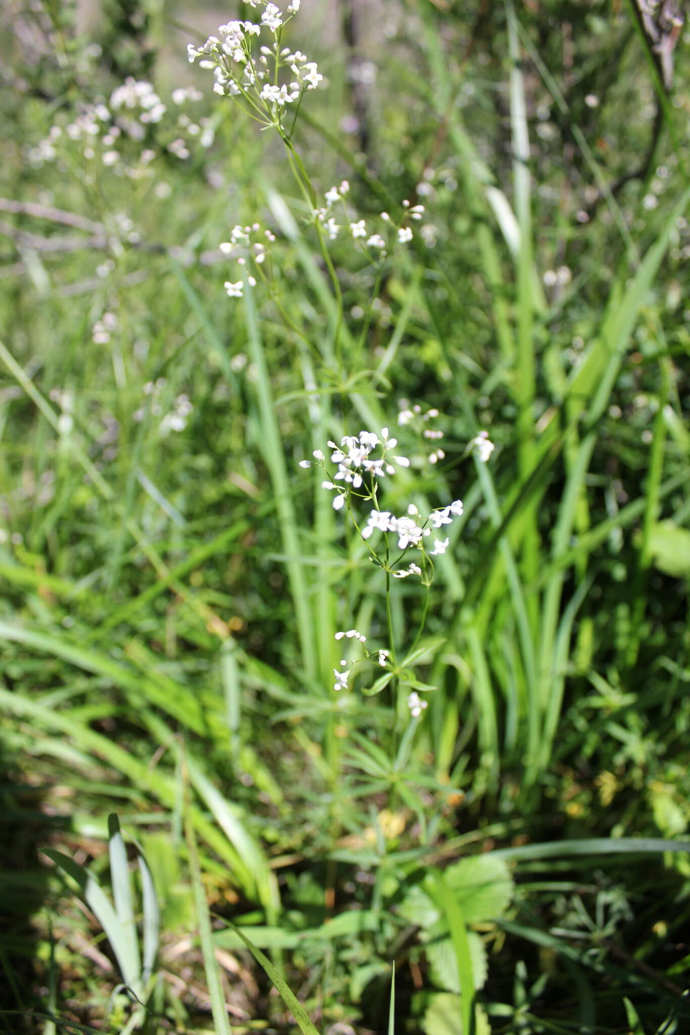 Sivun Galium paniculatum (Bunge) Pobed. kuva