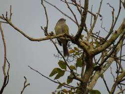 Image of Gray-capped Tyrannulet