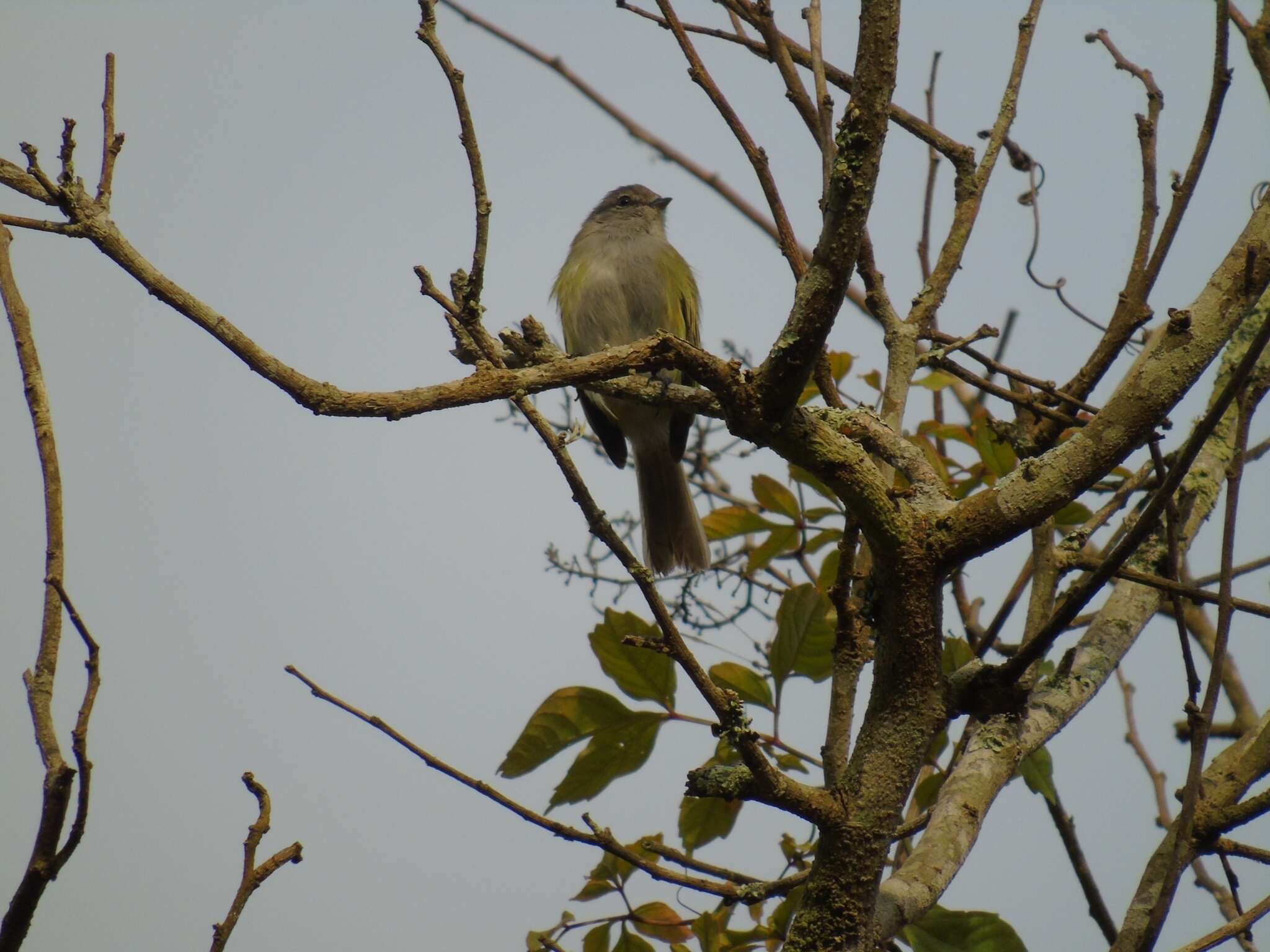 Image of Gray-capped Tyrannulet