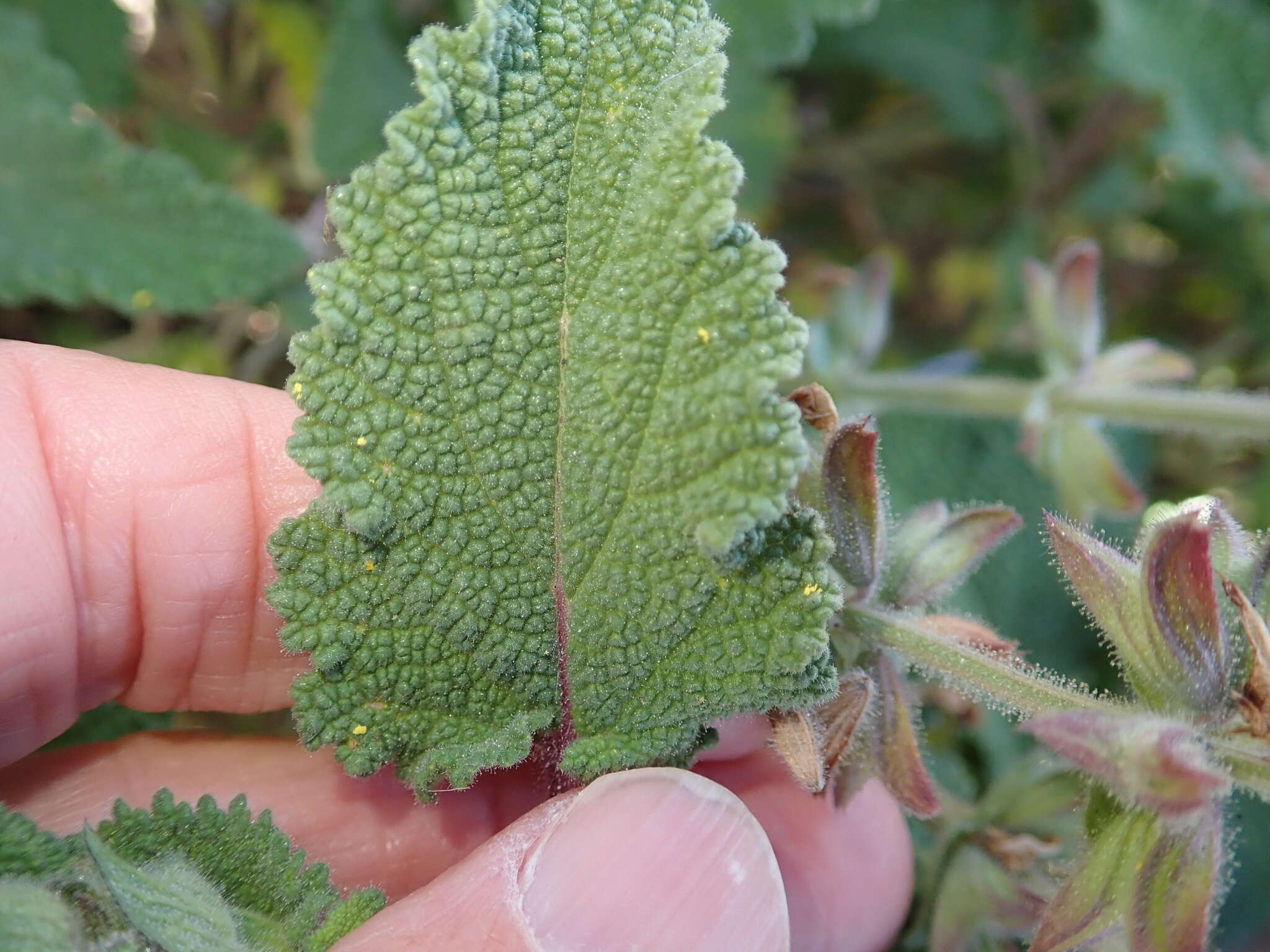 Image of Large blue sage