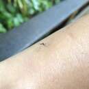 Plancia ëd Aedes riversi Bohart & Ingram 1946