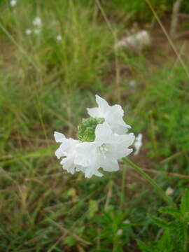 Cordia parvifolia A. DC. resmi