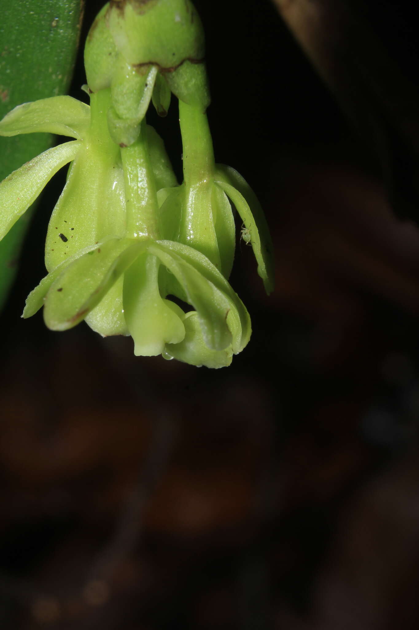 Imagem de Epidendrum aggregatum Lindl.