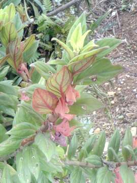 Image of Columnea schiedeana Schltdl.