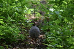 Image of Eastern Thicket Tinamou