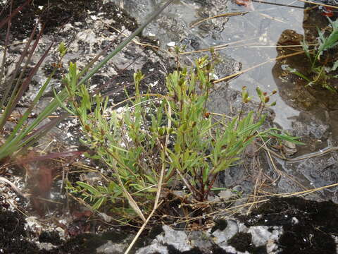 صورة Hypericum kalmianum L.