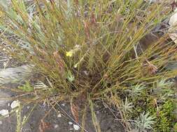 Image of Rhodocoma fruticosa (Thunb.) H. P. Linder