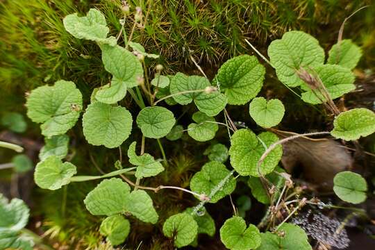 صورة Dioscorea humilis Bertero ex Colla