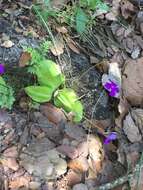 Image of Pinguicula macrophylla Kunth