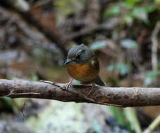 Image of Pale-chinned Blue Flycatcher