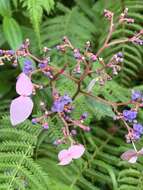 Imagem de Hydrangea densifolia (C. F. Wei) Y. De Smet & Granados