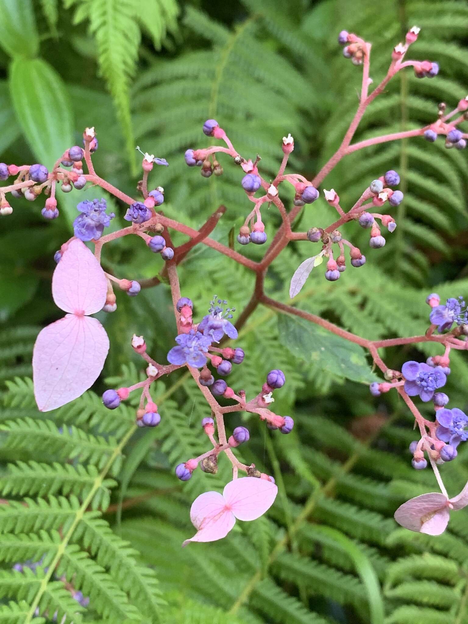 Imagem de Hydrangea densifolia (C. F. Wei) Y. De Smet & Granados