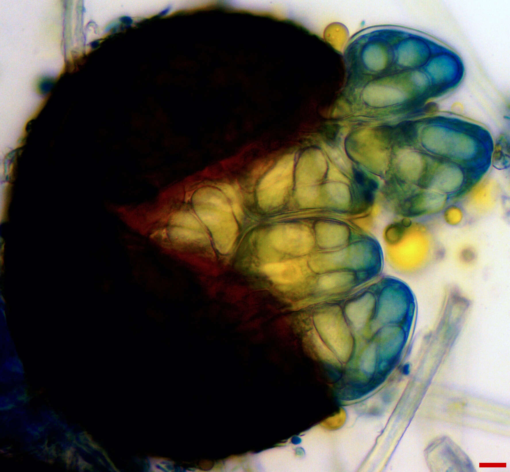 Image of Erysiphe extensa (Cooke & Peck) U. Braun & S. Takam. 2000