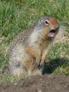 Image of Columbian ground squirrel