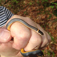 Image of Diadophis punctatus edwardsii (Merrem 1820)