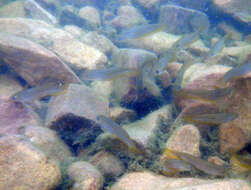 Image of Hyrtl%27s Catfish