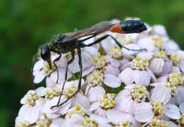 Image of Ammophila sabulosa (Linnaeus 1758)