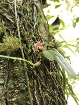 Imagem de Bulbophyllum japonicum (Makino) Makino