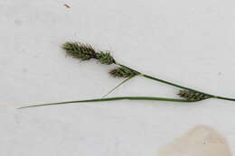 Image of Buxbaum's sedge