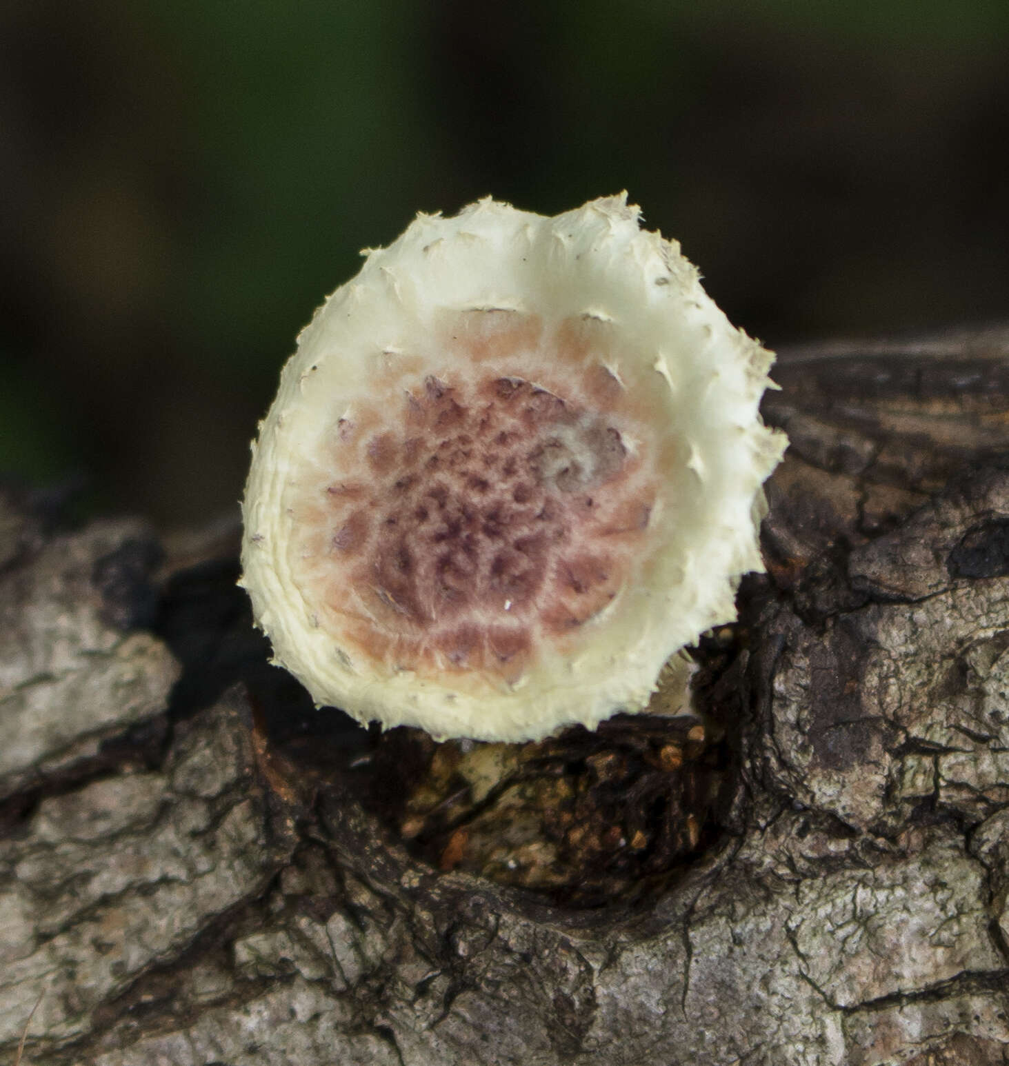 Image of Pholiota polychroa (Berk.) A. H. Sm. & H. J. Brodie 1935