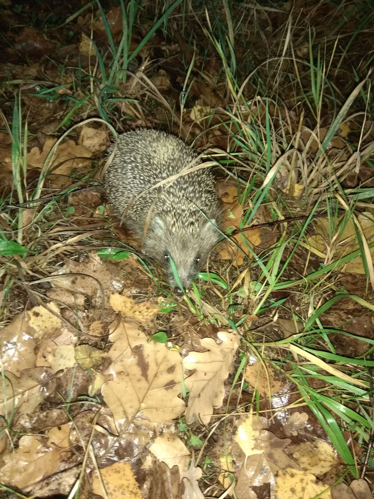 Image of Northern White-Breasted Hedgehog