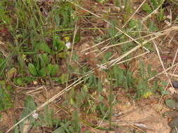 Image of Adenogramma glomerata (L. fil.) Druce