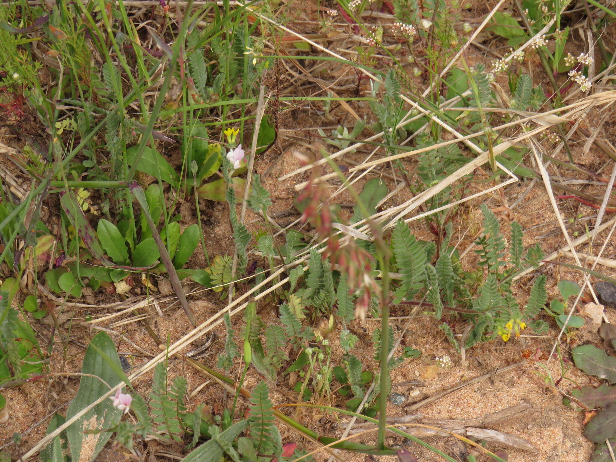 Image of Adenogramma glomerata (L. fil.) Druce