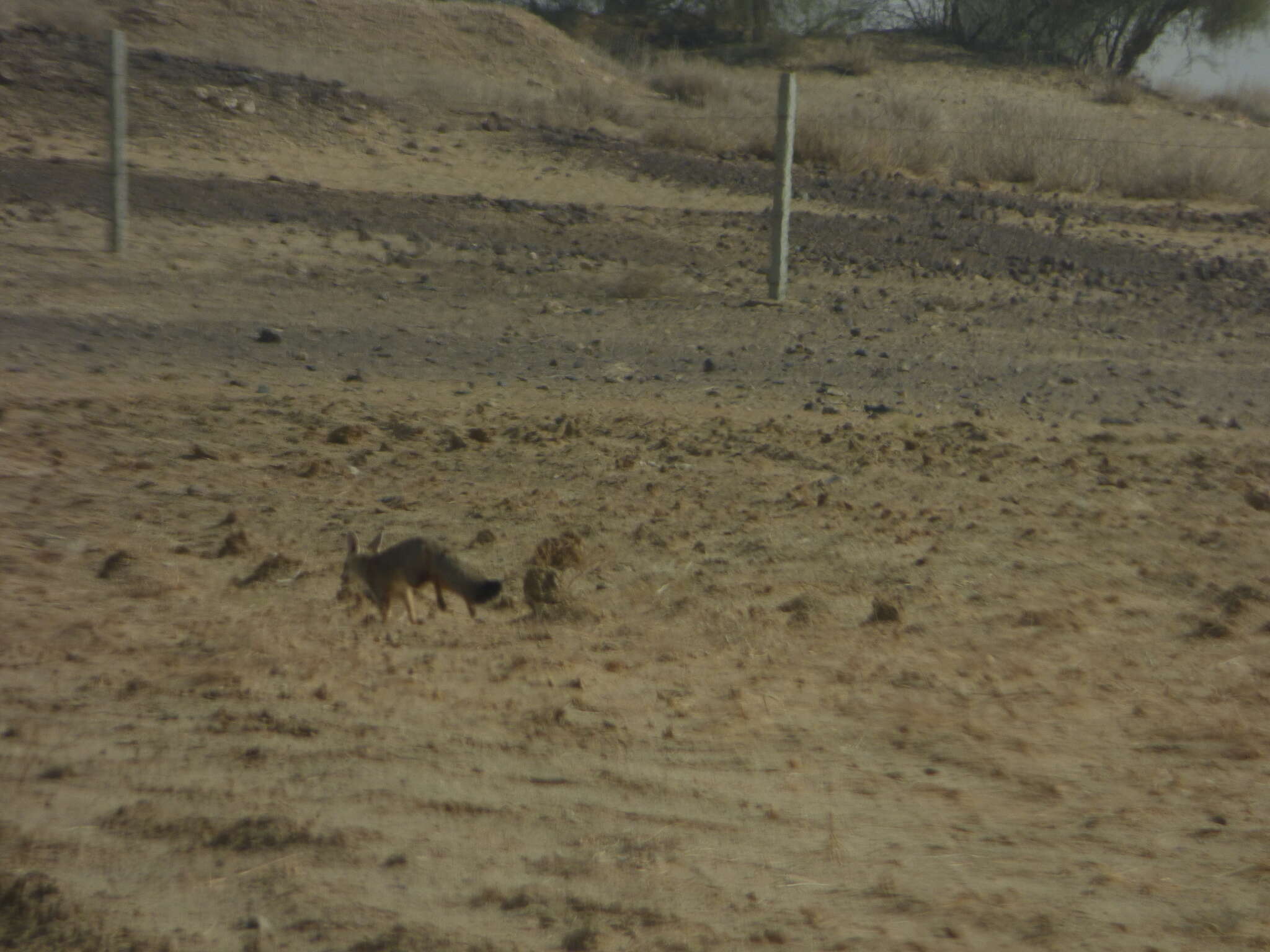 Image of Bengal Fox