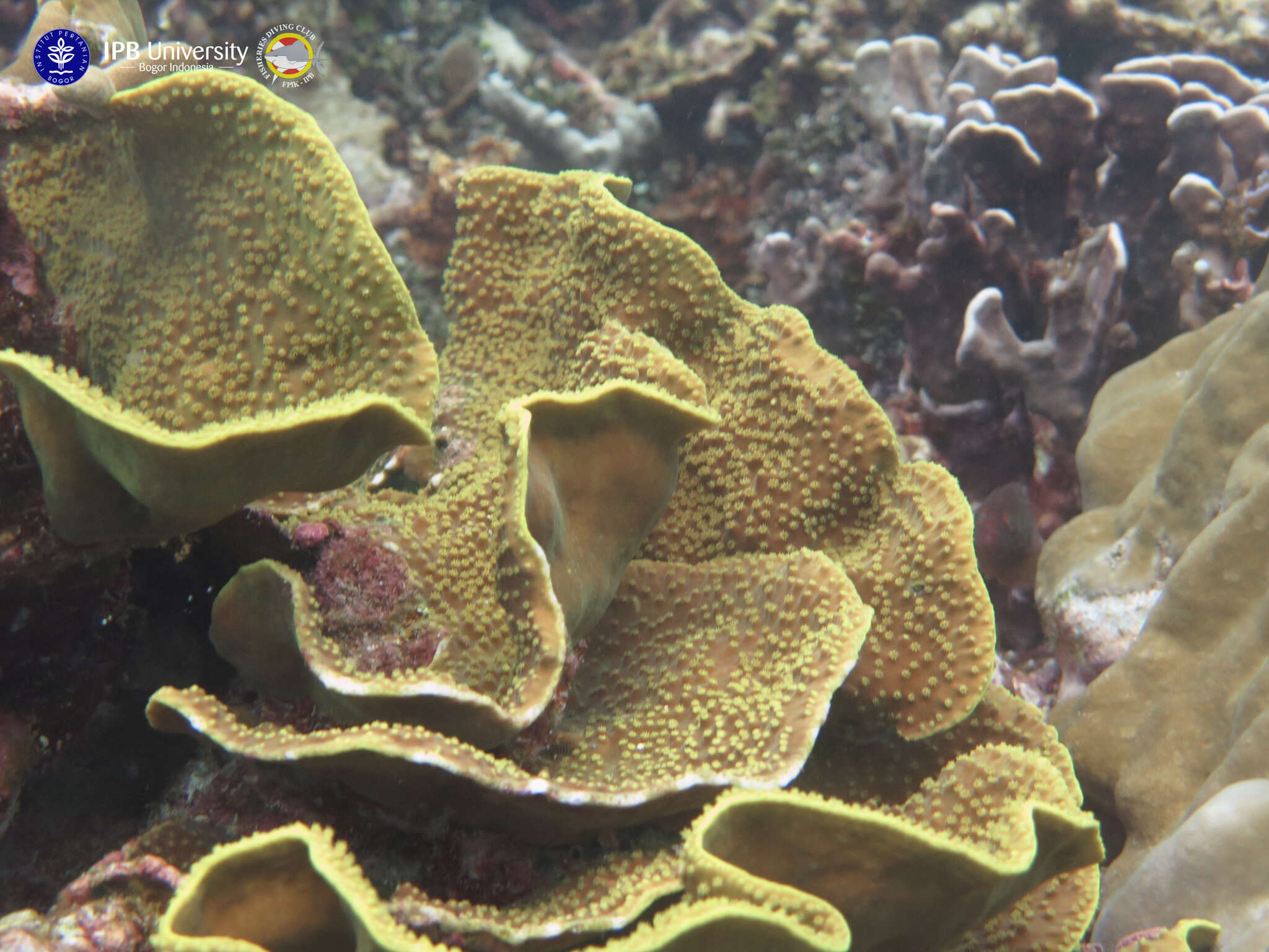 Image of Yellow scroll coral