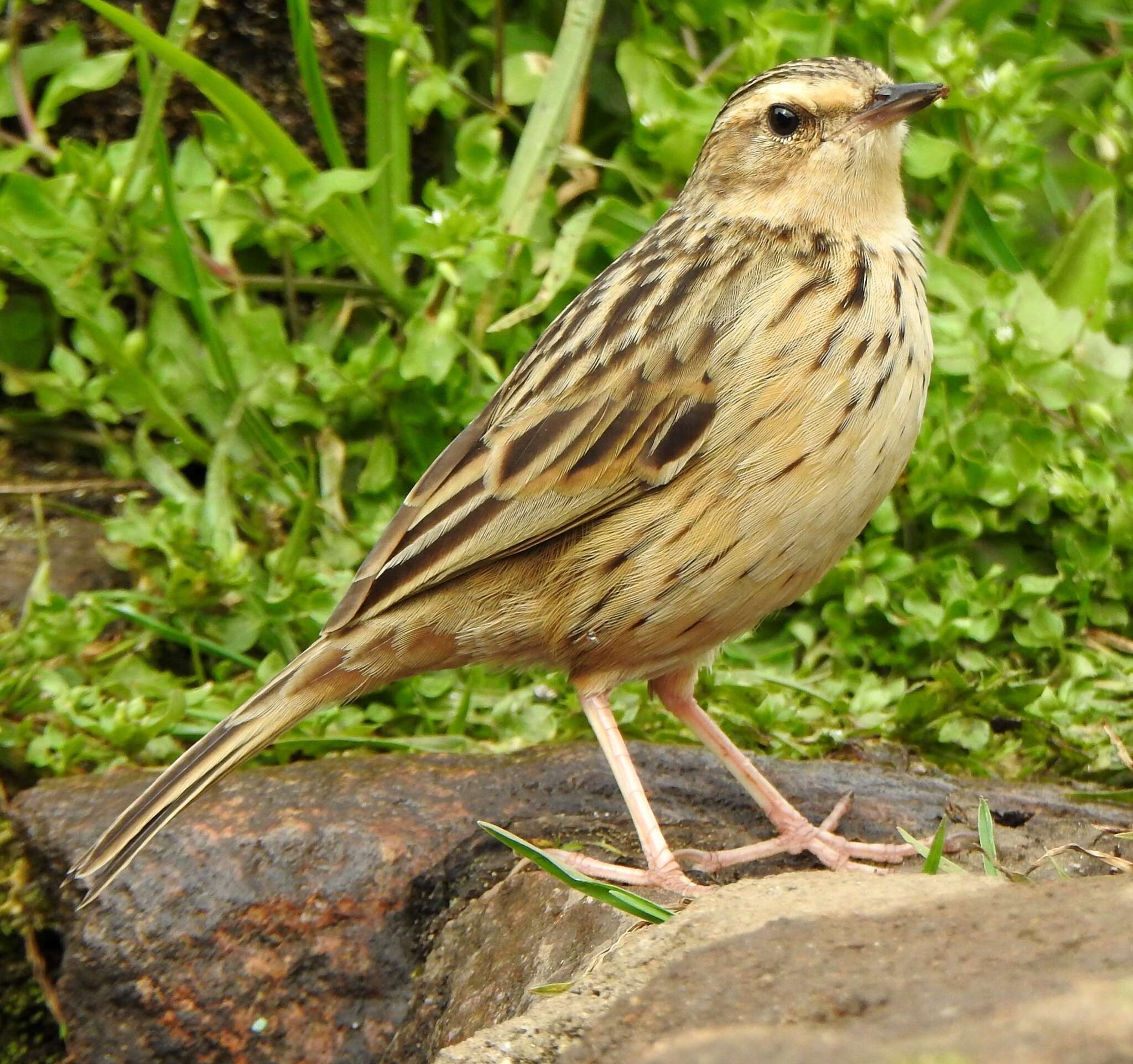 Image of Nilgiri Pipit